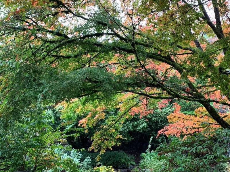 Autumn bench, garden path