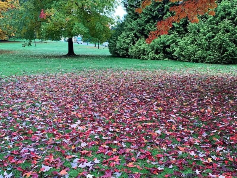 Red leaves on the lawn, October