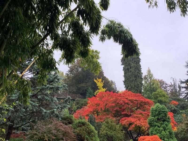 Japanese maple walk, autumn