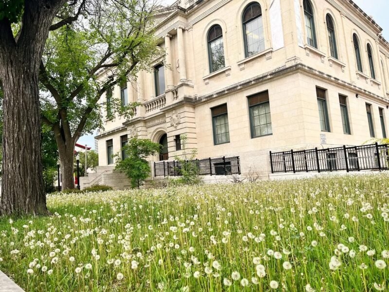 Dandelions, Winnipeg Art Gallery