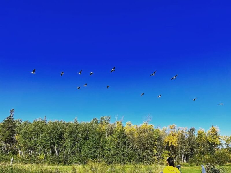 Geese in flight, Hecla Park