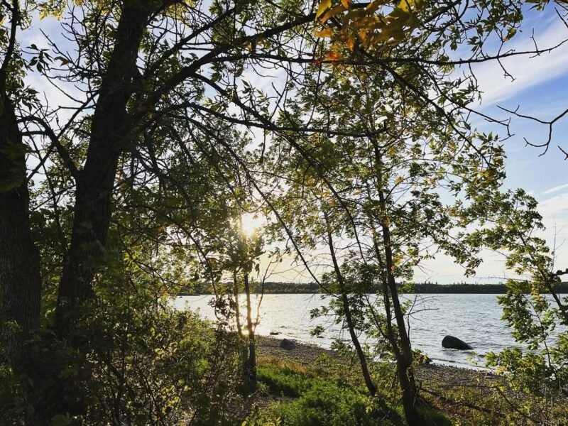Golden light through the trees, lakeshore