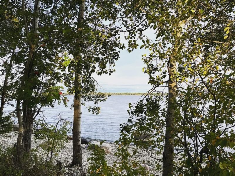 Birch trees, Lake Winnipeg shore