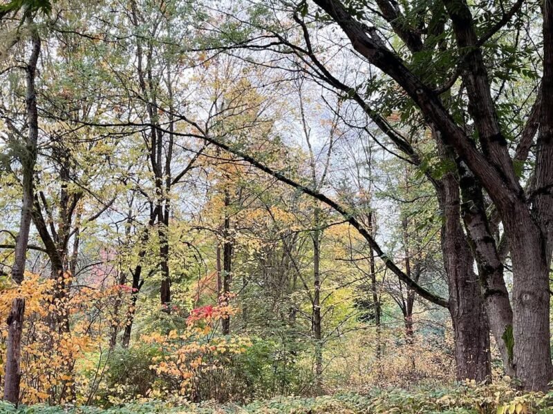 Woodland walk, October