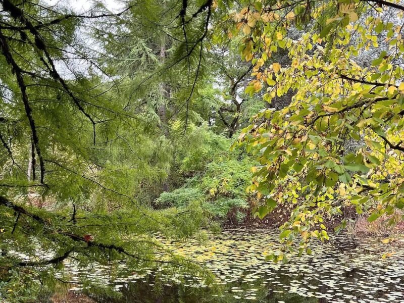 Lily pond, fallen leaves