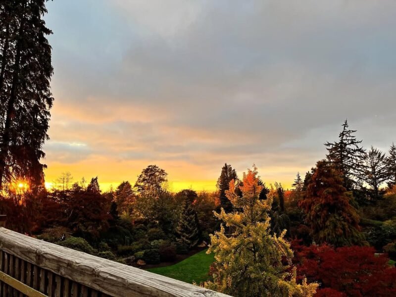 Sunset over the garden canopy