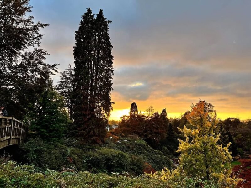 Golden hour, VanDusen treetops