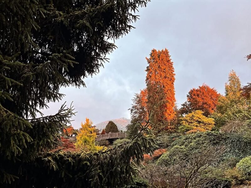 Bloedel dome, autumn colour