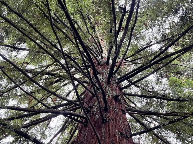 Looking up through the cedar