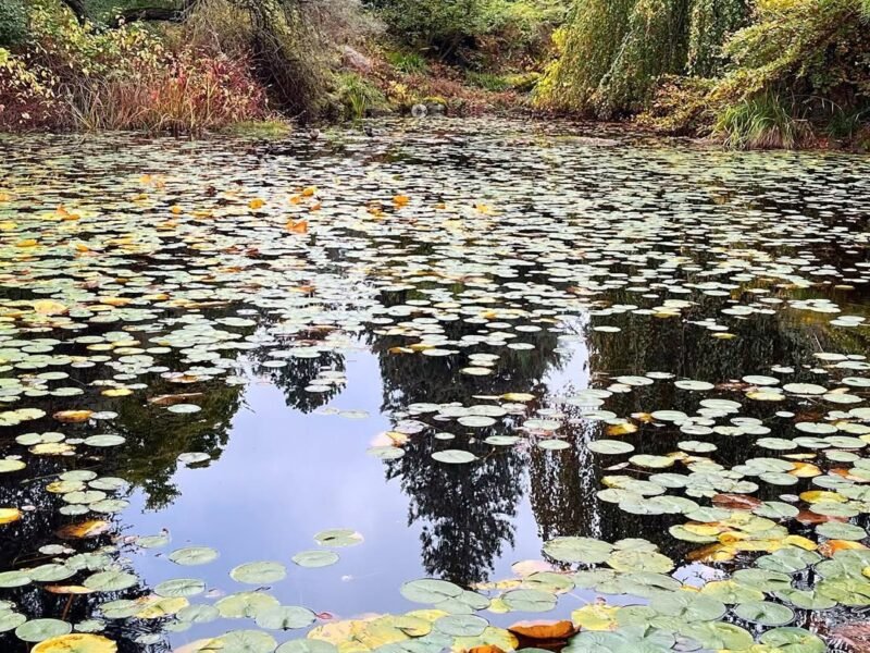 Lily pads in autumn, VanDusen
