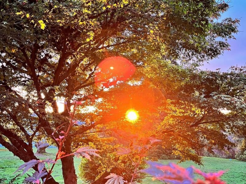 Sunset through the Japanese maple