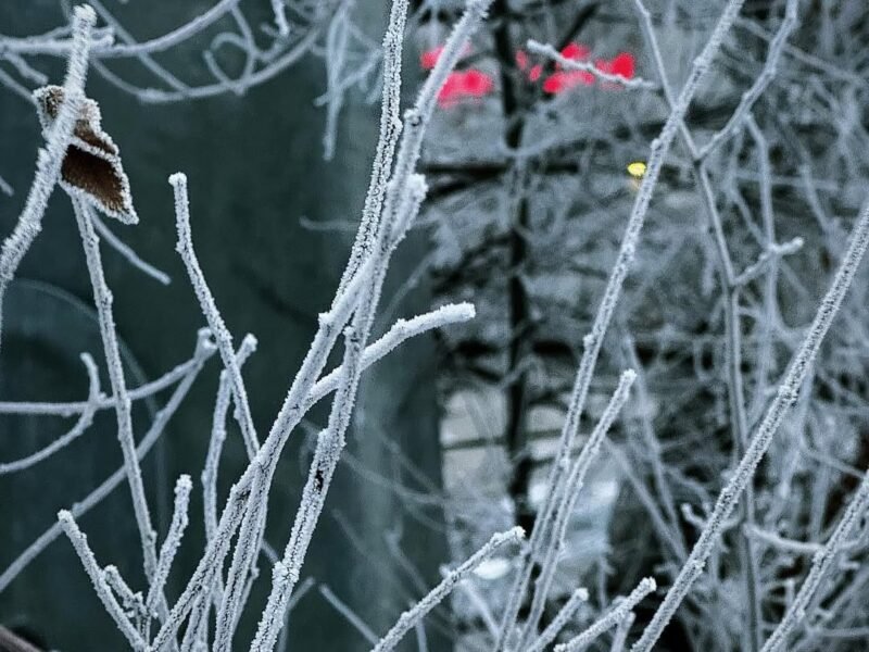 Hoarfrost on the branches