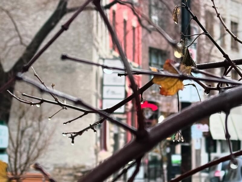 Wet branches, Exchange District