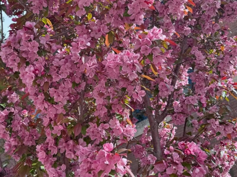 Crabapple blossoms, spring