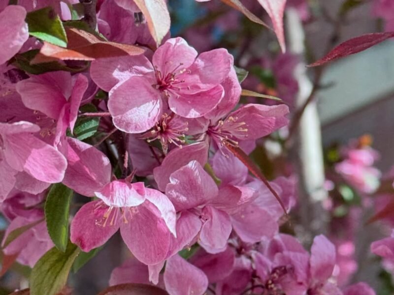 Pink blossoms, close up