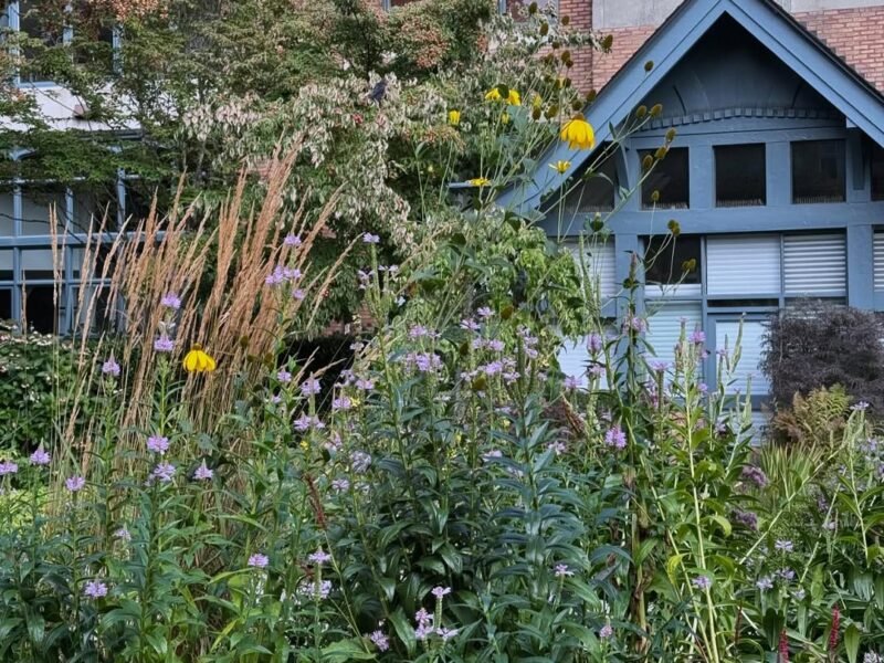 Wildflowers, Exchange District garden