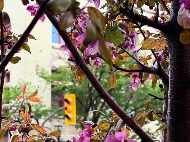 Crabapple blossoms through the branches