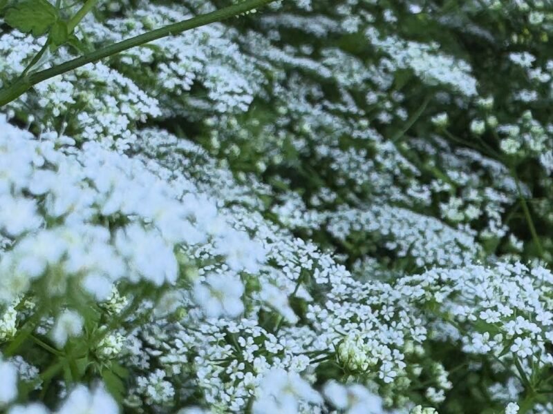 Queen Anne’s lace, summer