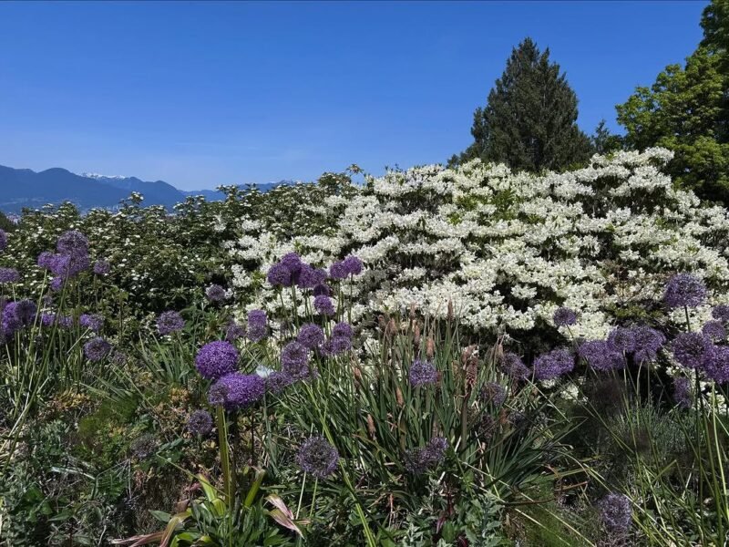 Allium and white blooms, QE Park