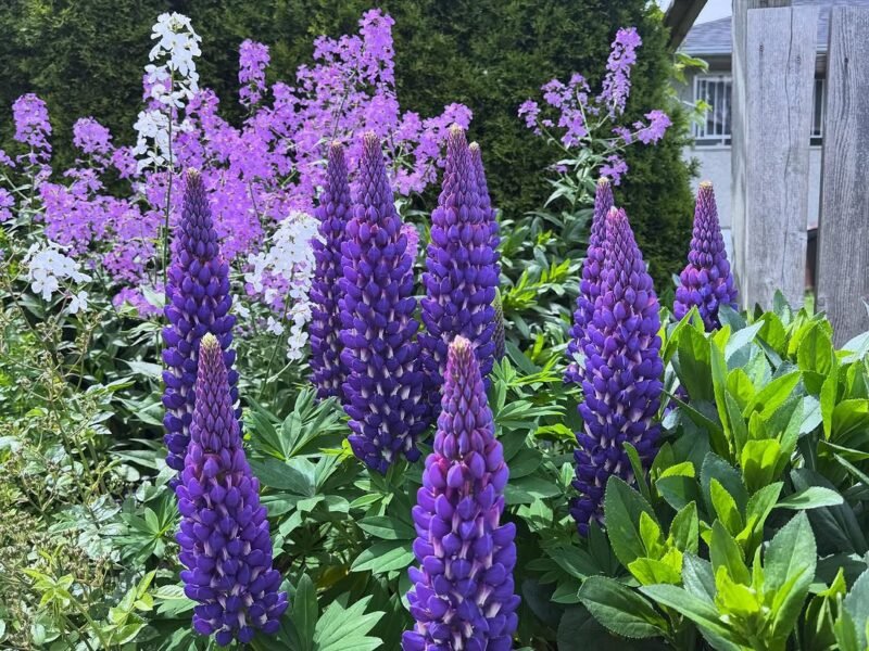 Lupins in bloom, neighbourhood garden