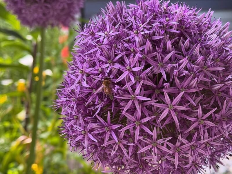 Bee on allium, close up