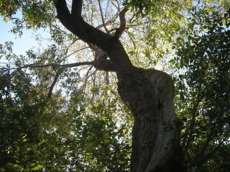 Looking up through the elm tree